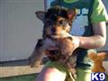 yorkshire terrier puppy posted by Sitting Pretty